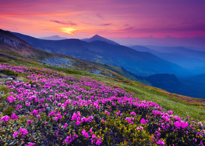 Un champ de fleurs