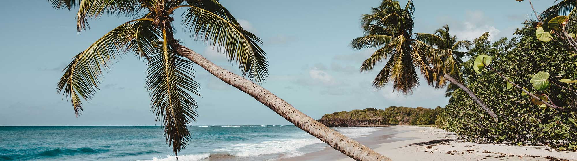 Un palmier dans le sable blanc et face à l'eau turquoise de la mer