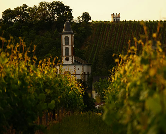 De la verdure devant une maison