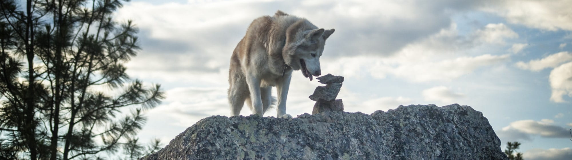 Un loup sur des rochers