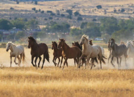 Un troupeau de chevaux sauvage
