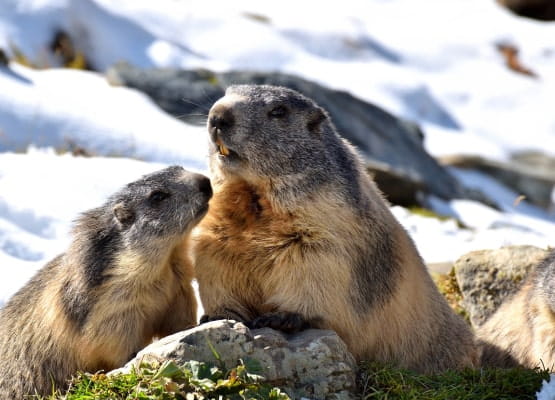 2 marmottes dans la neige