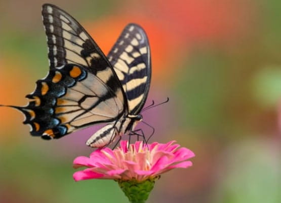 Un papillon sur une fleur